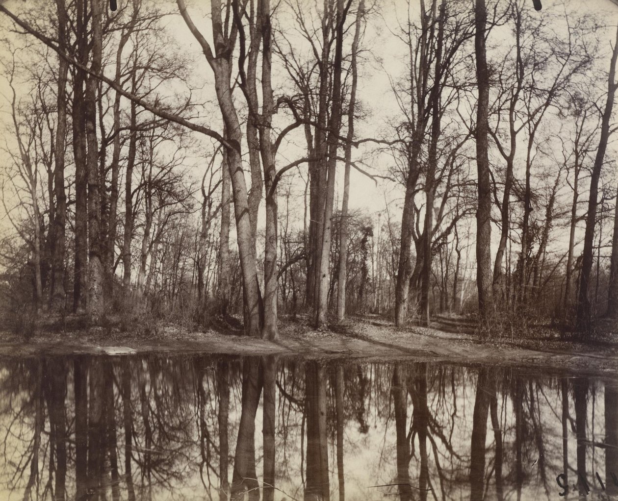 Saint-Cloud (ogrody zamku Philippe Duc dOrleans) autorstwa Eugène Atget
