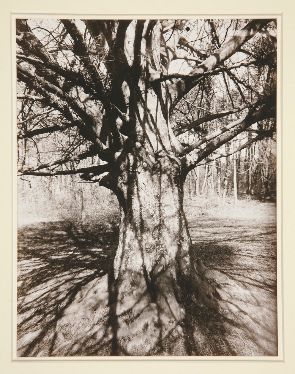Drzewo bukowe autorstwa Eugène Atget