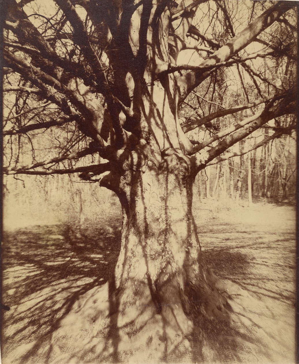 Drzewo bukowe autorstwa Eugène Atget