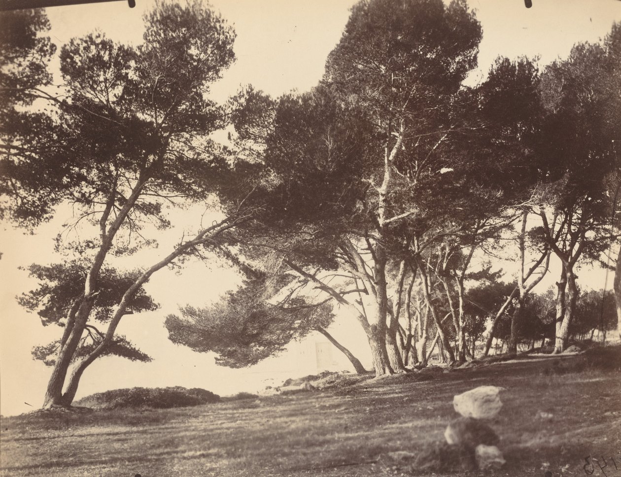 Cannes, Wyspa Świętego Honorata autorstwa Eugène Atget