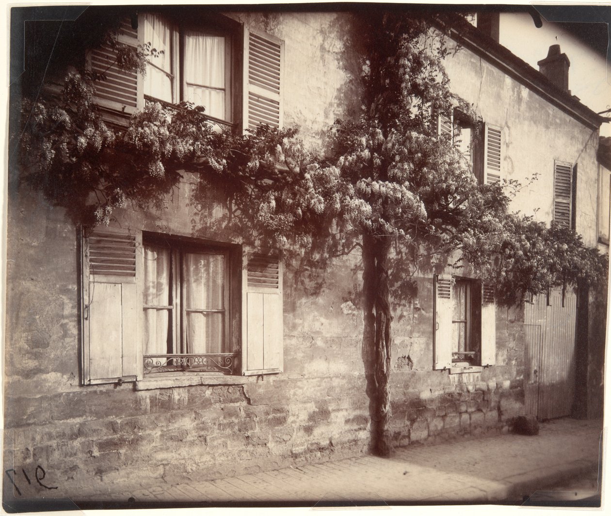 Glicyna (Wisteria), Châtillon autorstwa Eugène Atget