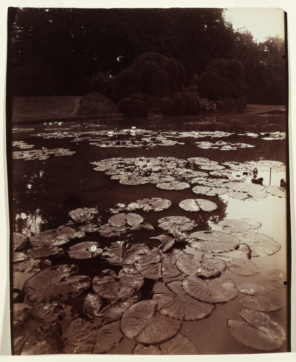 Nimfea, 1922-1923. autorstwa Eugène Atget