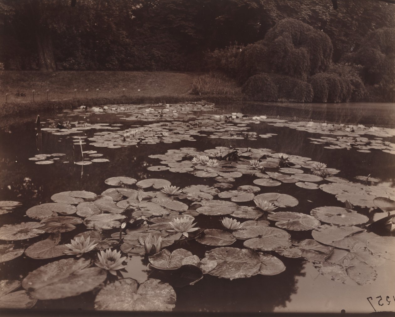 Lilie wodne (Bagatelle) autorstwa Eugène Atget
