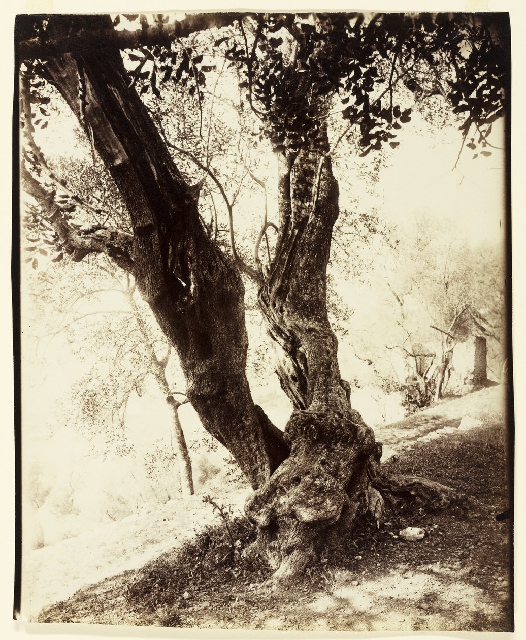 Olivier, Nicea, ok.1900 autorstwa Eugène Atget