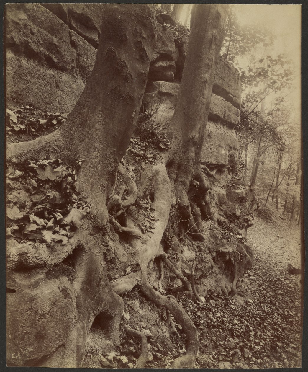 Saint-Cloud Park autorstwa Eugène Atget