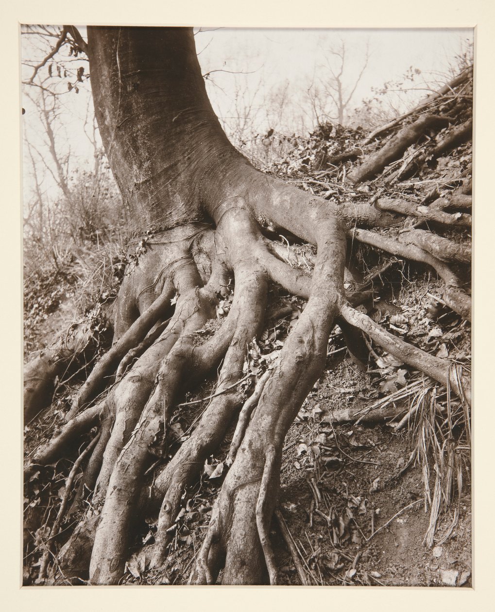 Saint-Cloud autorstwa Eugène Atget