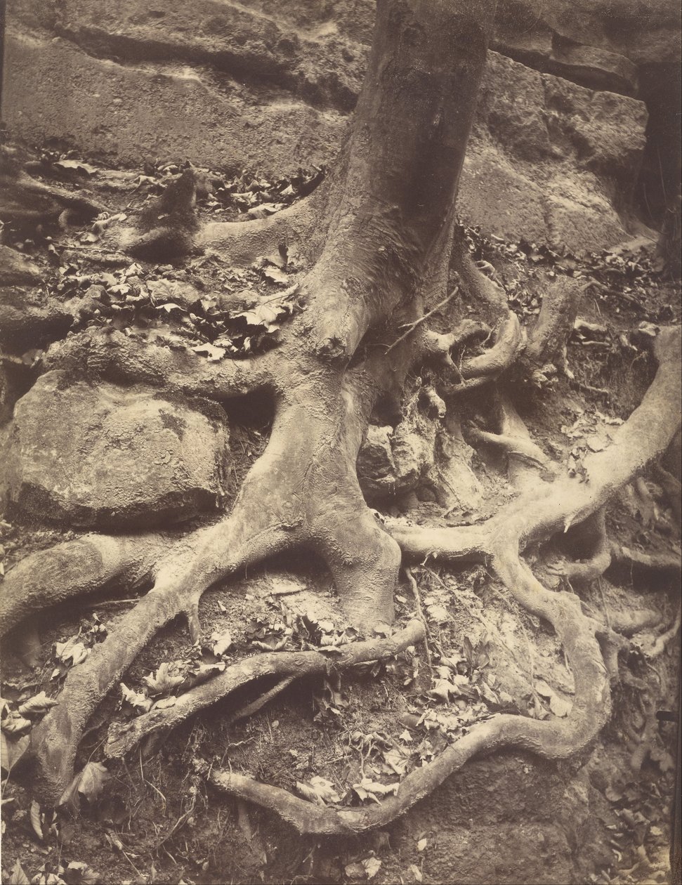 Korzenie drzew, Saint-Cloud autorstwa Eugène Atget