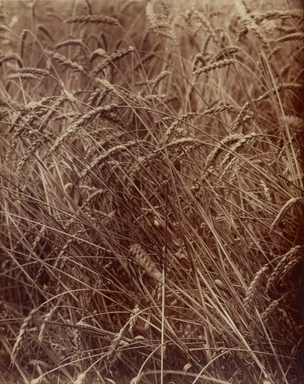 Pszenica autorstwa Eugène Atget