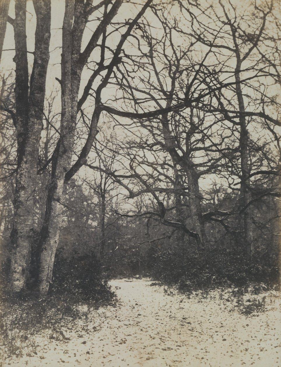 [Las Fontainebleau], ca. 1860. autorstwa Eugène Cuvelier