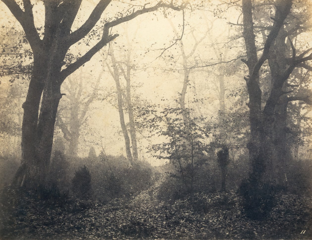 [Las Fontainebleau], początek lat 60. XIX wieku. autorstwa Eugène Cuvelier