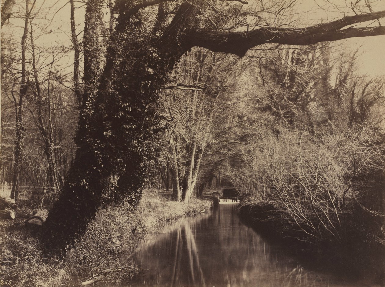 Parc de Courances, koniec lat pięćdziesiątych XIX wieku (zdjęcie) autorstwa Eugène Cuvelier