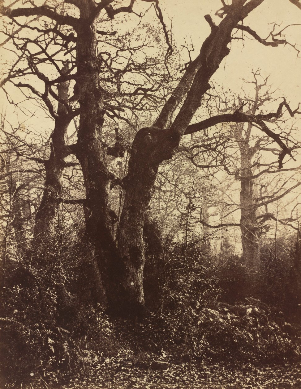 Studium drzewa, Fontainebleau, 1860 (zdjęcie) autorstwa Eugène Cuvelier
