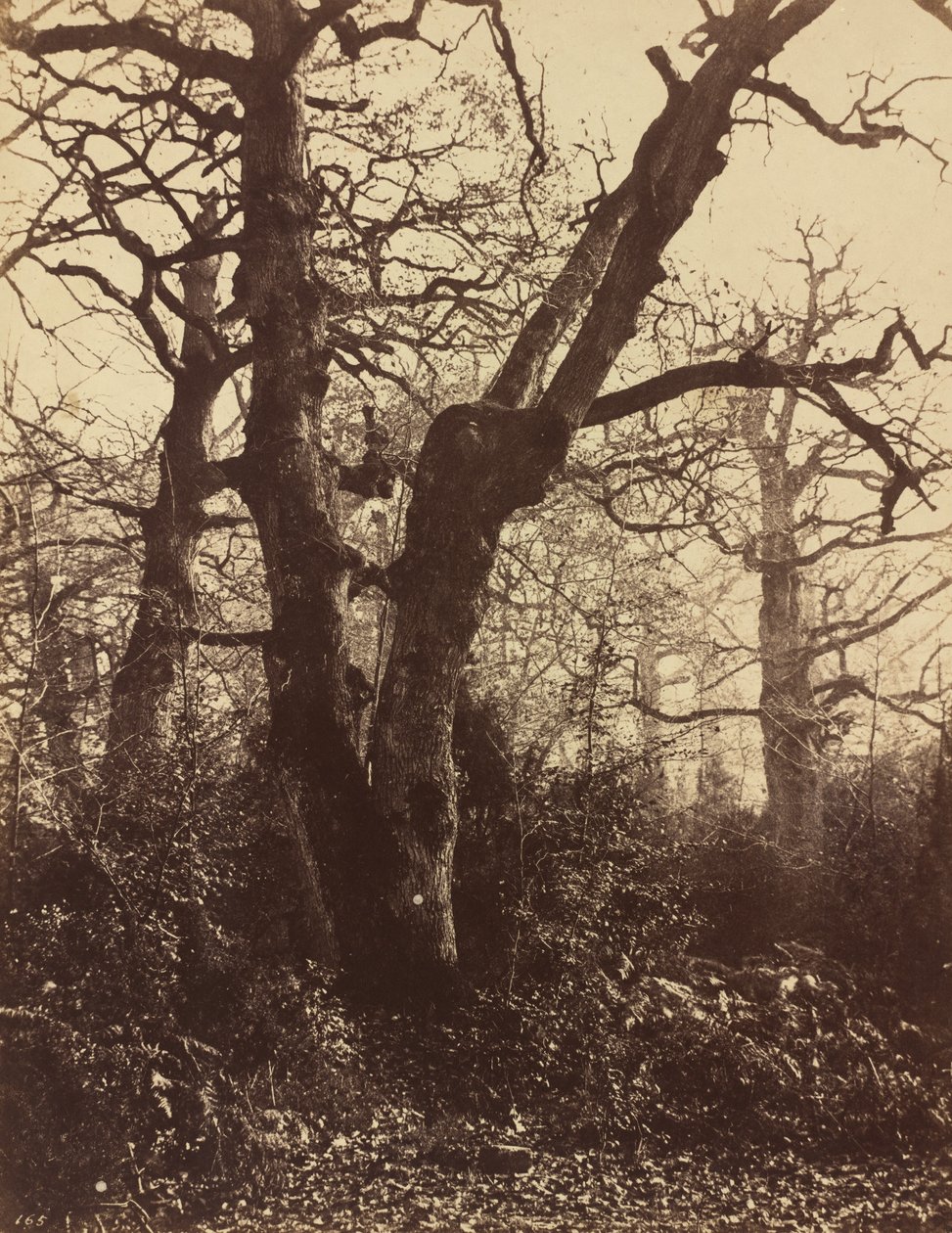 Studium drzew, Fontainebleau, 1860. autorstwa Eugène Cuvelier