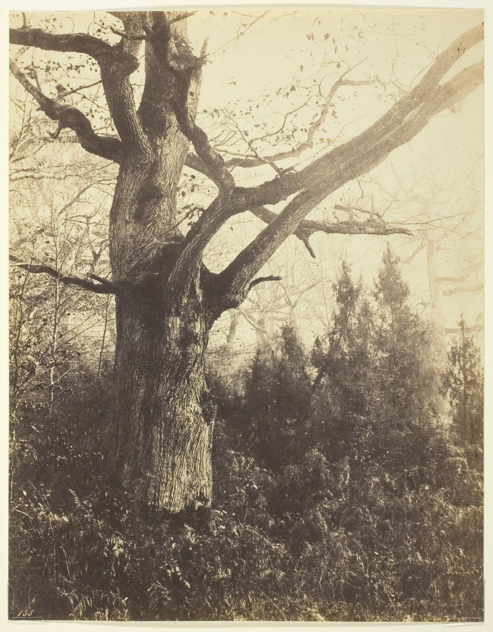 Bez tytułu [drzewo], c. 1860. autorstwa Eugène Cuvelier