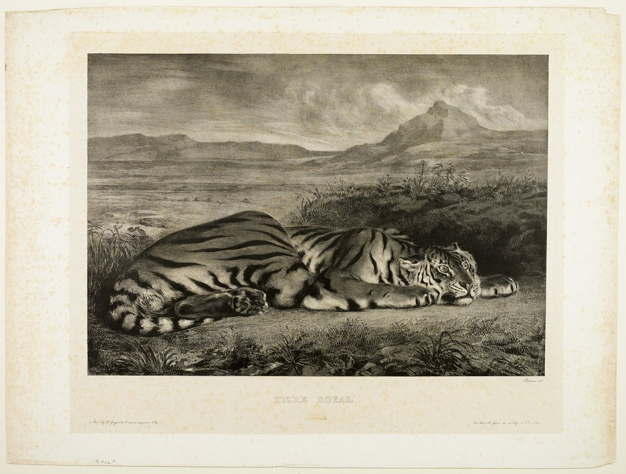 Tygrys bengalski autorstwa Eugène Delacroix