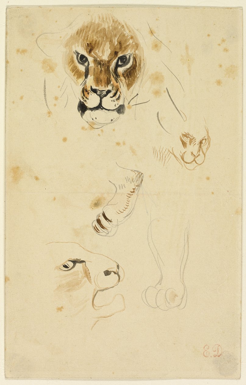 Głowy i łapy lwów autorstwa Eugène Delacroix