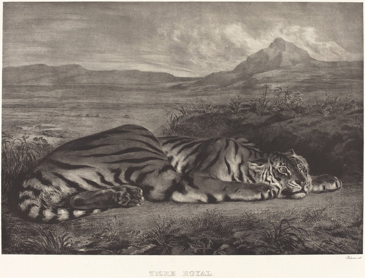 Królewski Tygrys Tygrys Królewski, 1829. autorstwa Eugène Delacroix