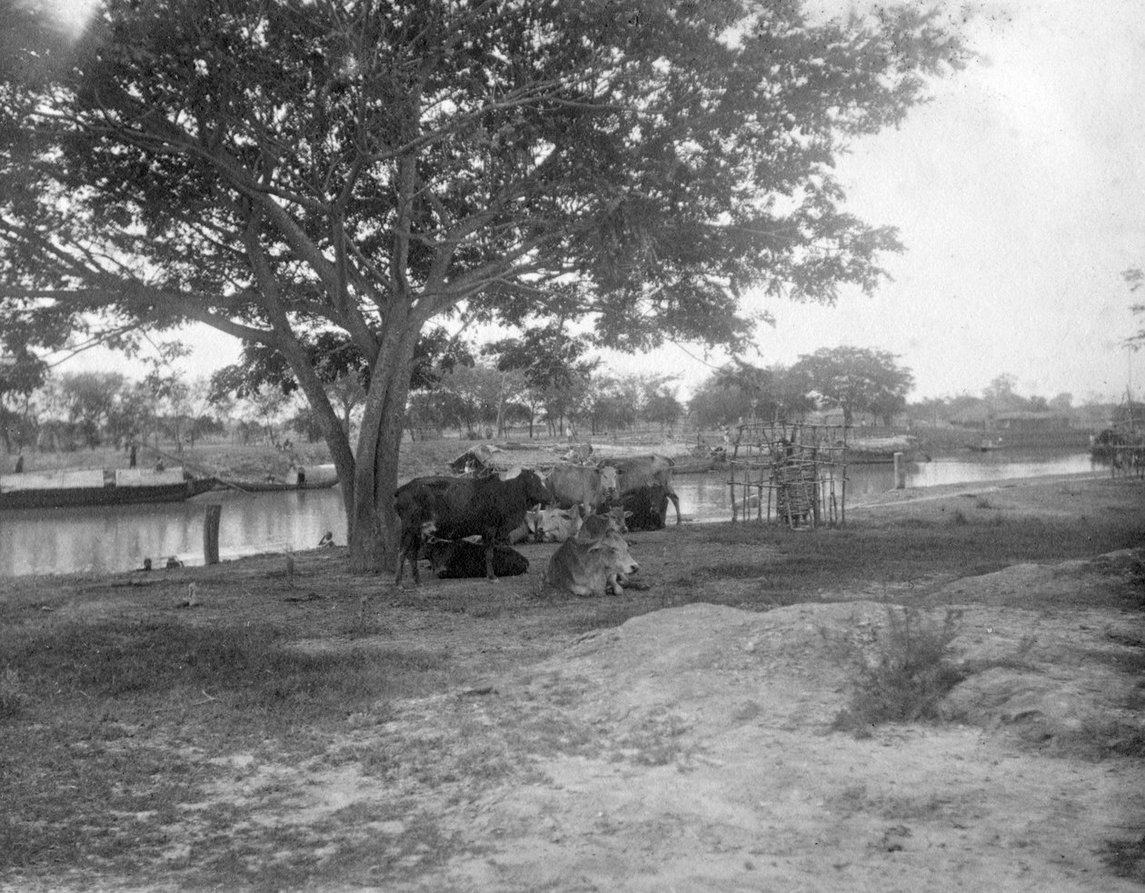 Bydło, Alipore, Indie, 1905-1906 autorstwa F. L. Peters