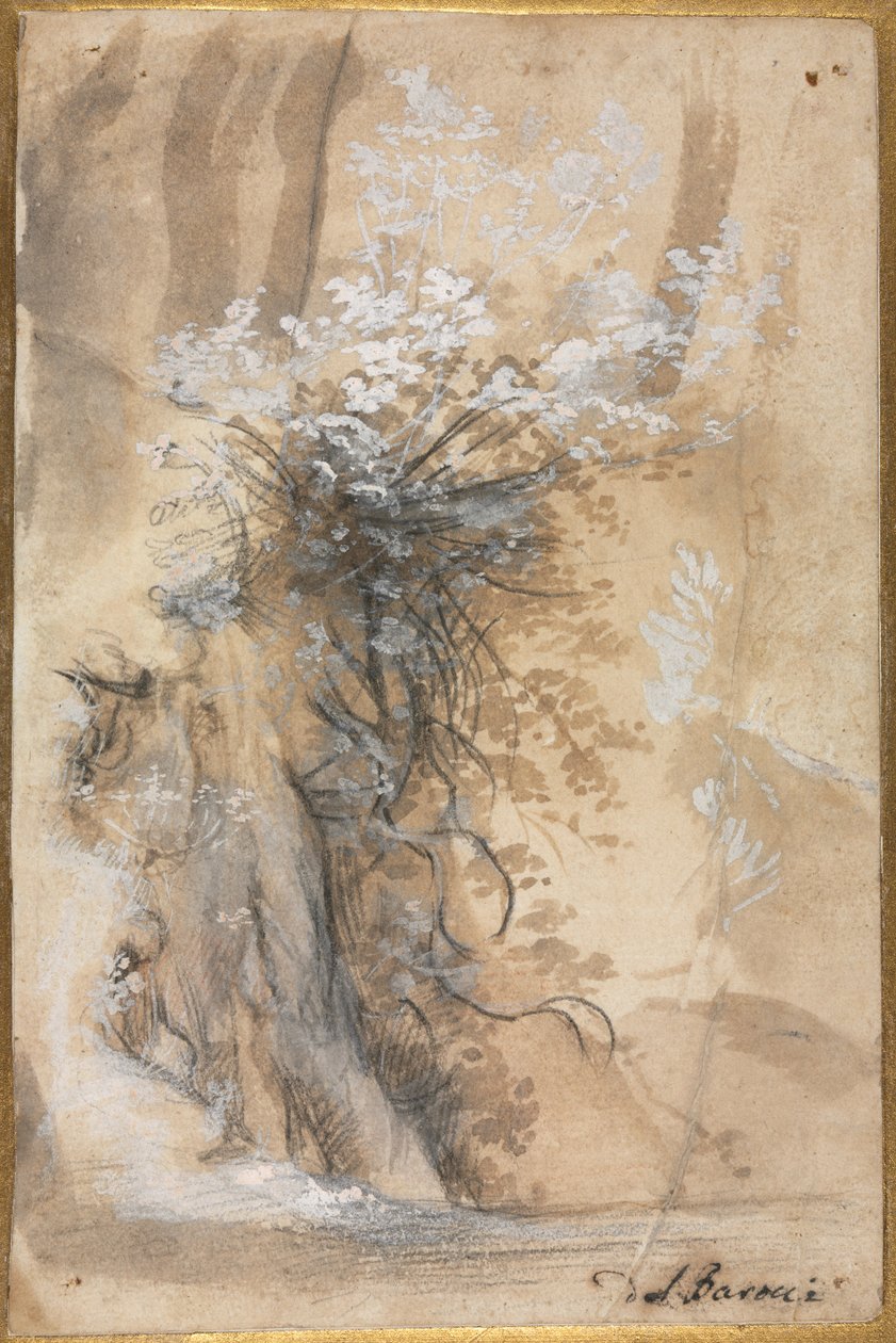 Kwitnący krzew nad zniszczonym brzegiem, 1565-1570. autorstwa Federico Barocci