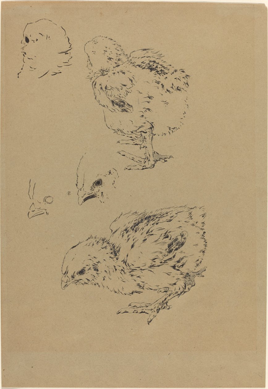 Pisklęta autorstwa Felix Bracquemond