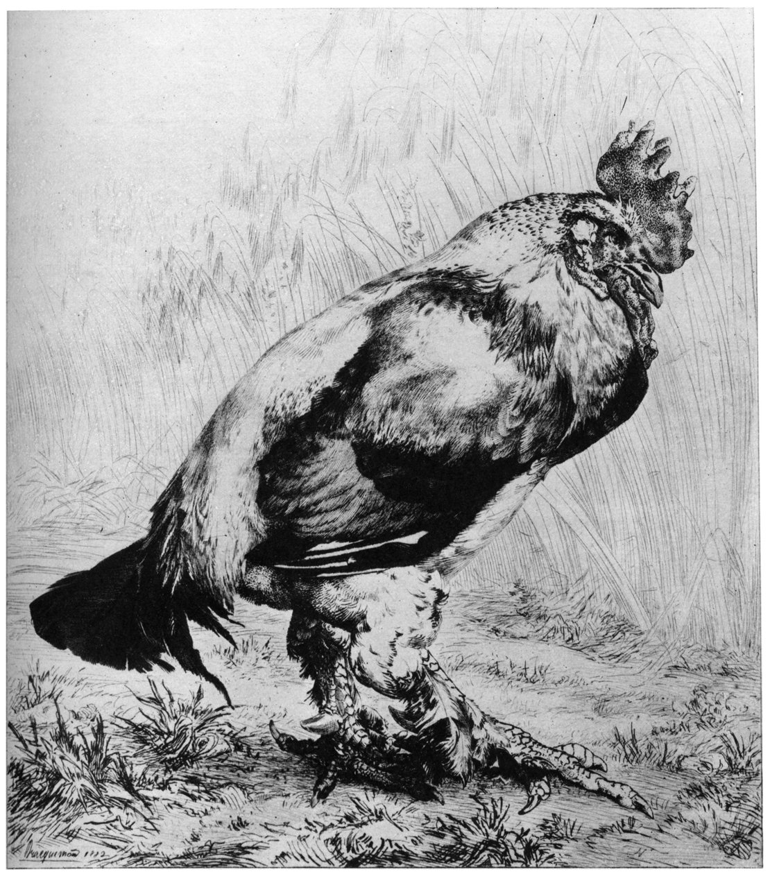 Kogut, ok. 1850-1910, 1924. autorstwa Felix Bracquemond