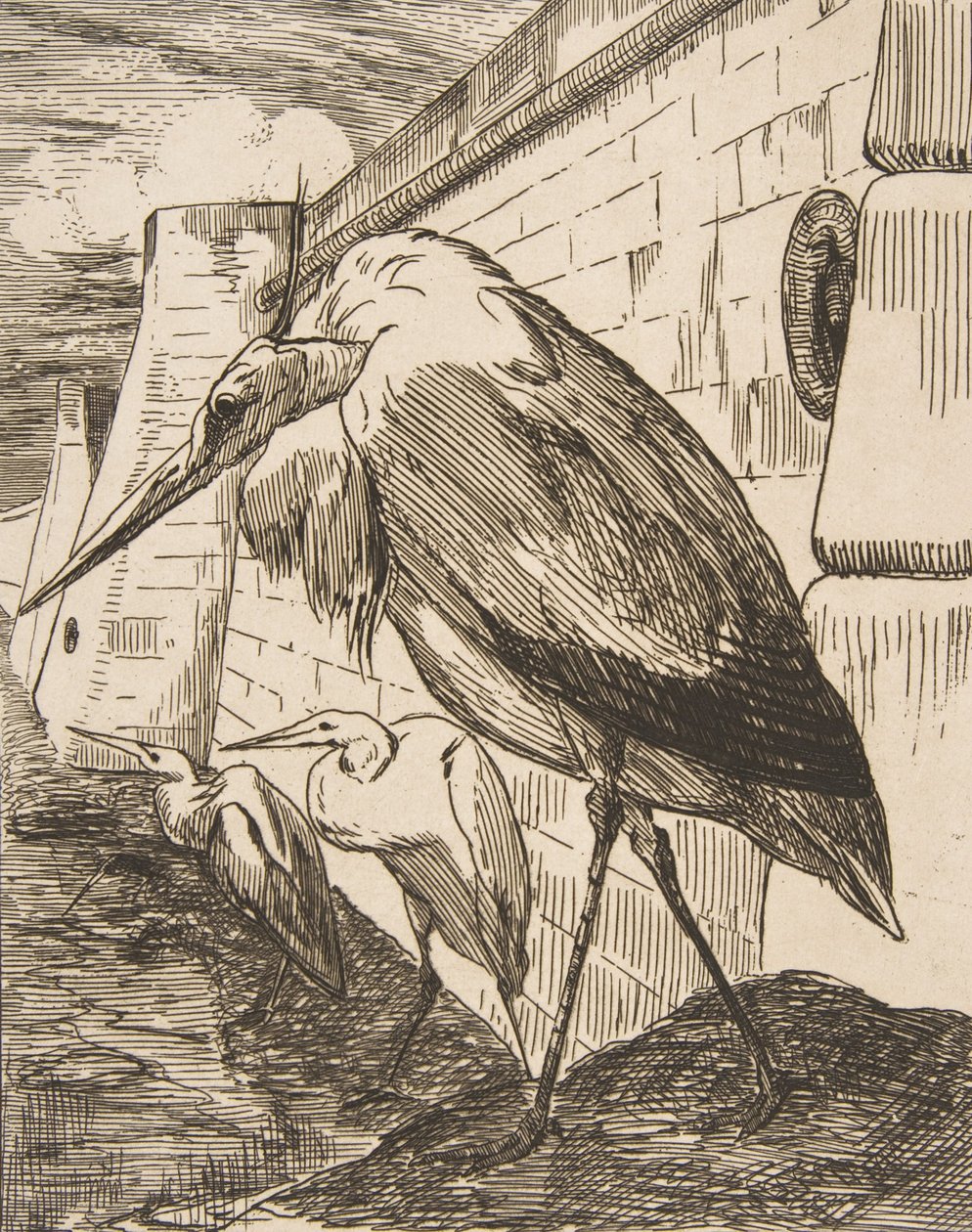 Bociany, lata 70., 1870. autorstwa Felix Bracquemond