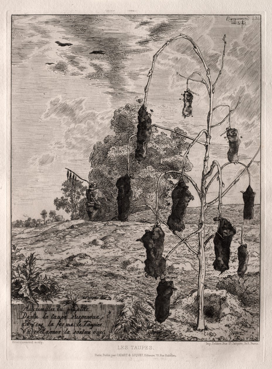 Krety autorstwa Felix Bracquemond