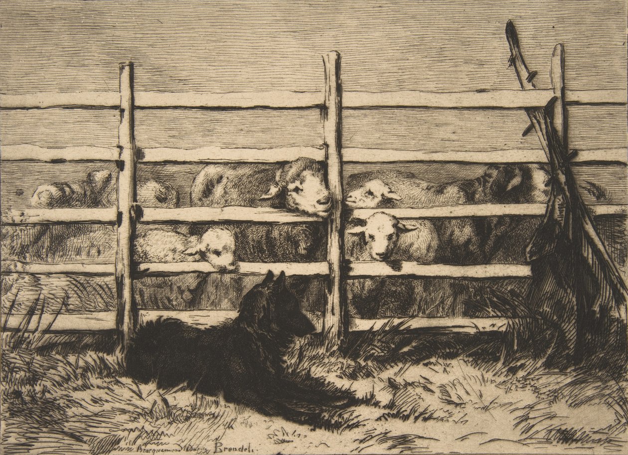 Zaganione owce, 1856 r. autorstwa Felix Bracquemond