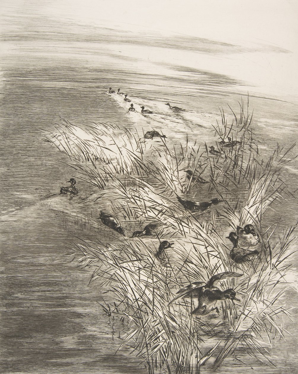 Stroiki i cyraneczki, 1882. autorstwa Felix Bracquemond