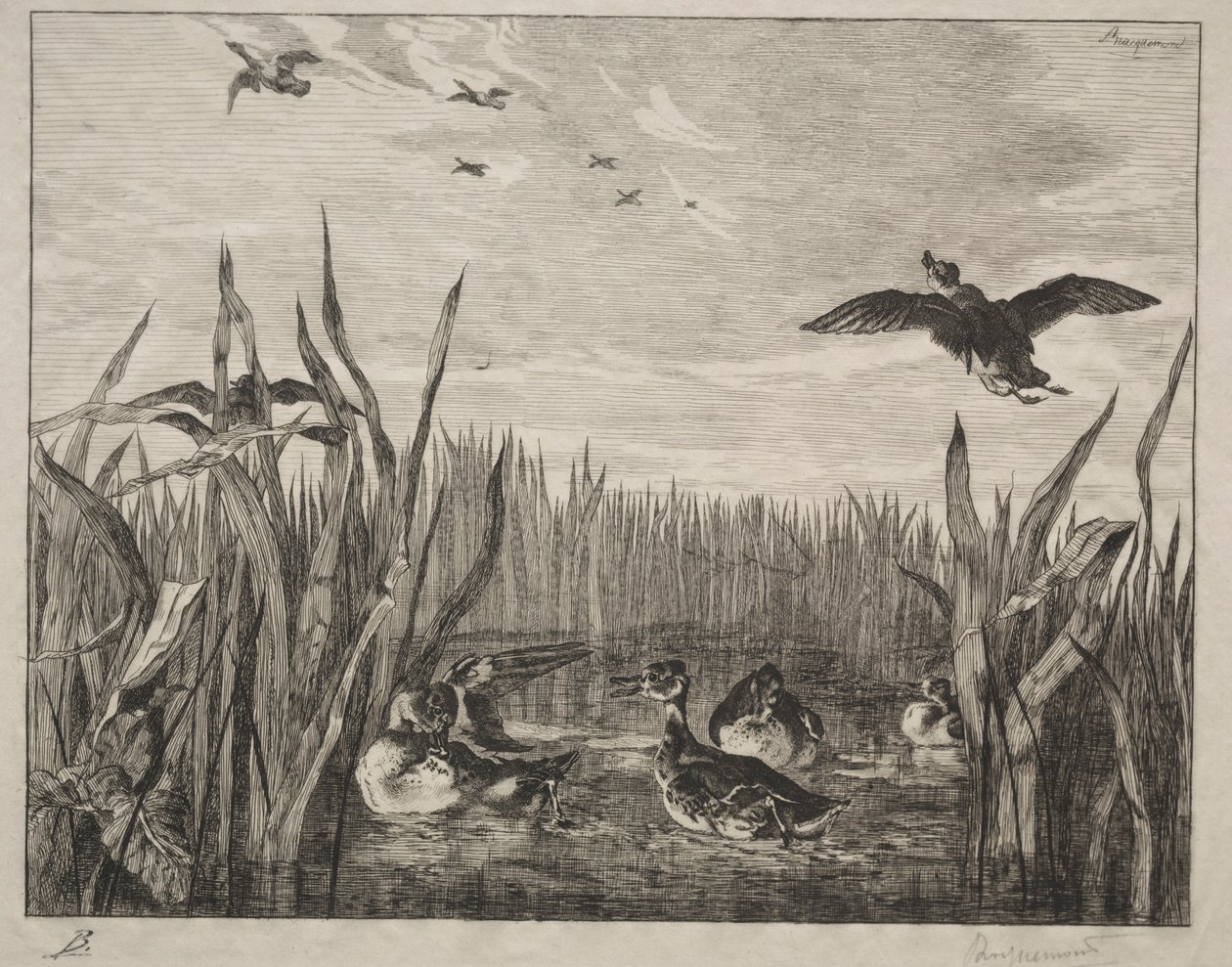 Turkusowy, 1853. autorstwa Felix Bracquemond