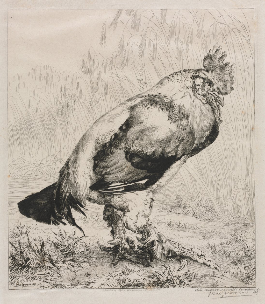 Stary Kutas autorstwa Felix Bracquemond