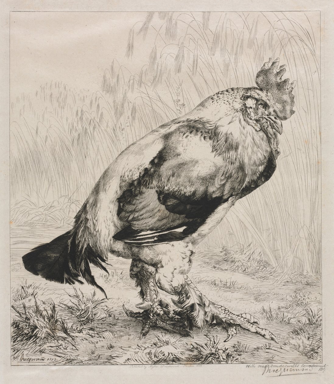 Stary kogut, 1882. autorstwa Felix Bracquemond