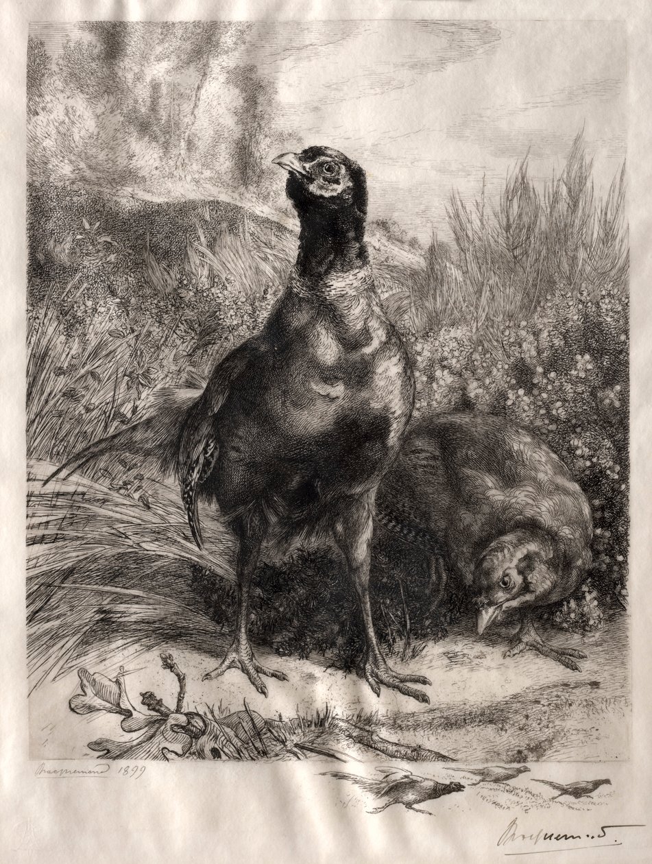Bażanty, 1899. autorstwa Felix Bracquemond
