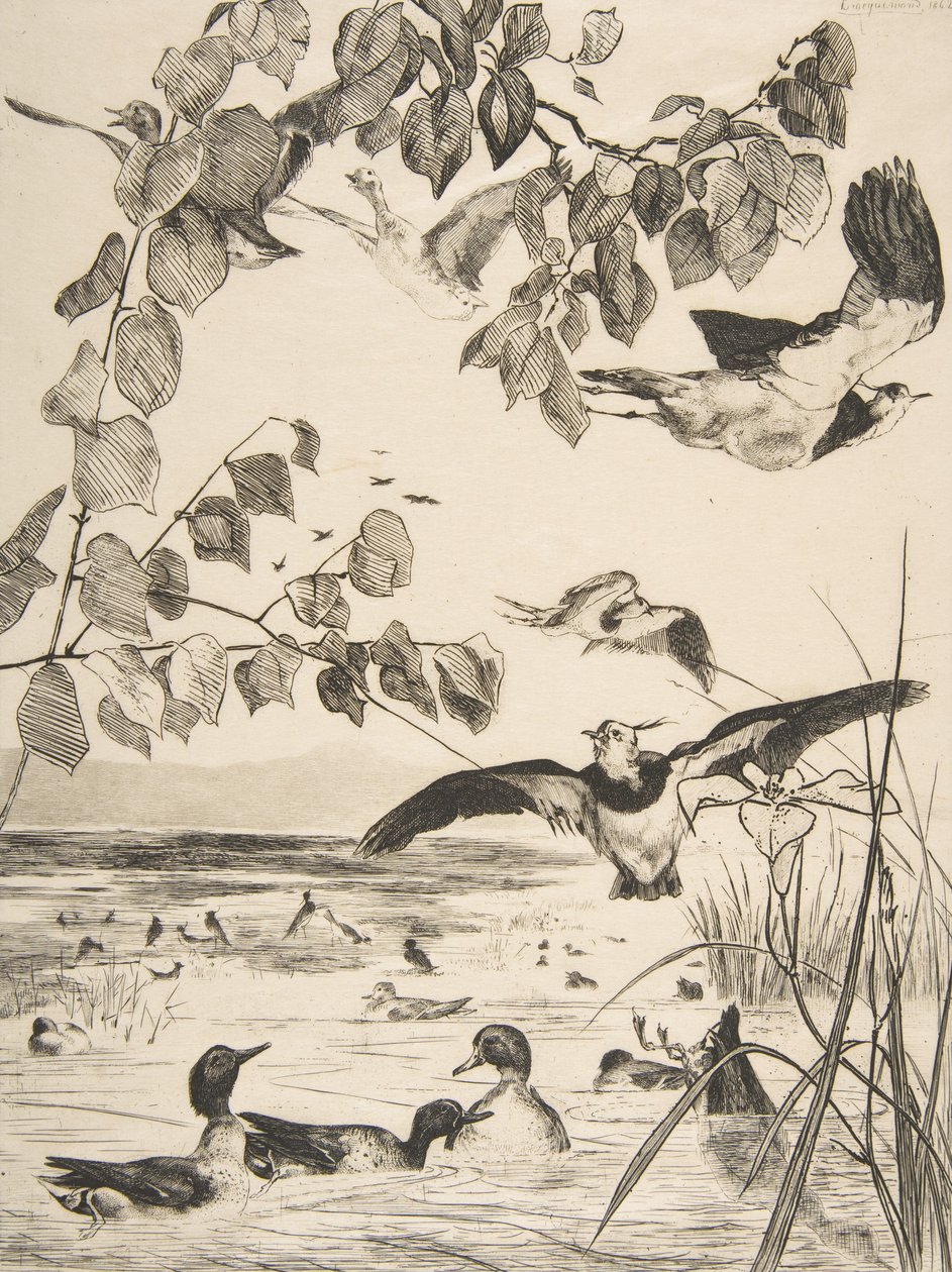 Czajki i Sarcelles, 1862. autorstwa Felix Bracquemond