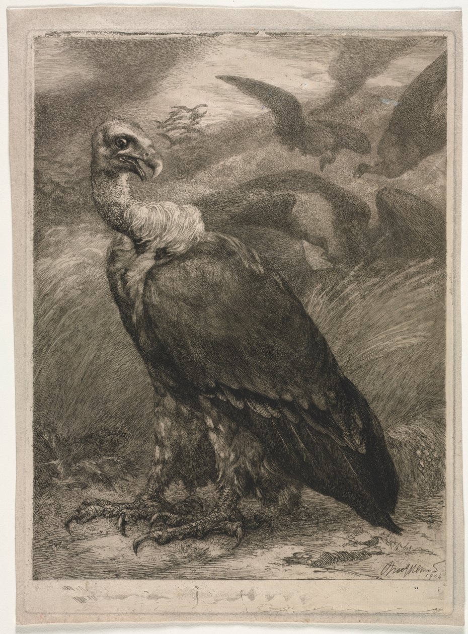 Sęp, 1904. autorstwa Felix Bracquemond