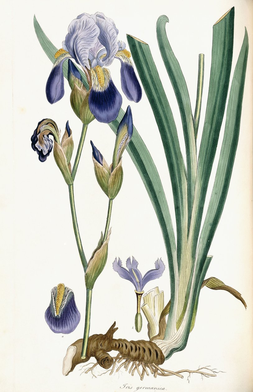 Irys Germanica, 1847 autorstwa Ferdinand Bauer