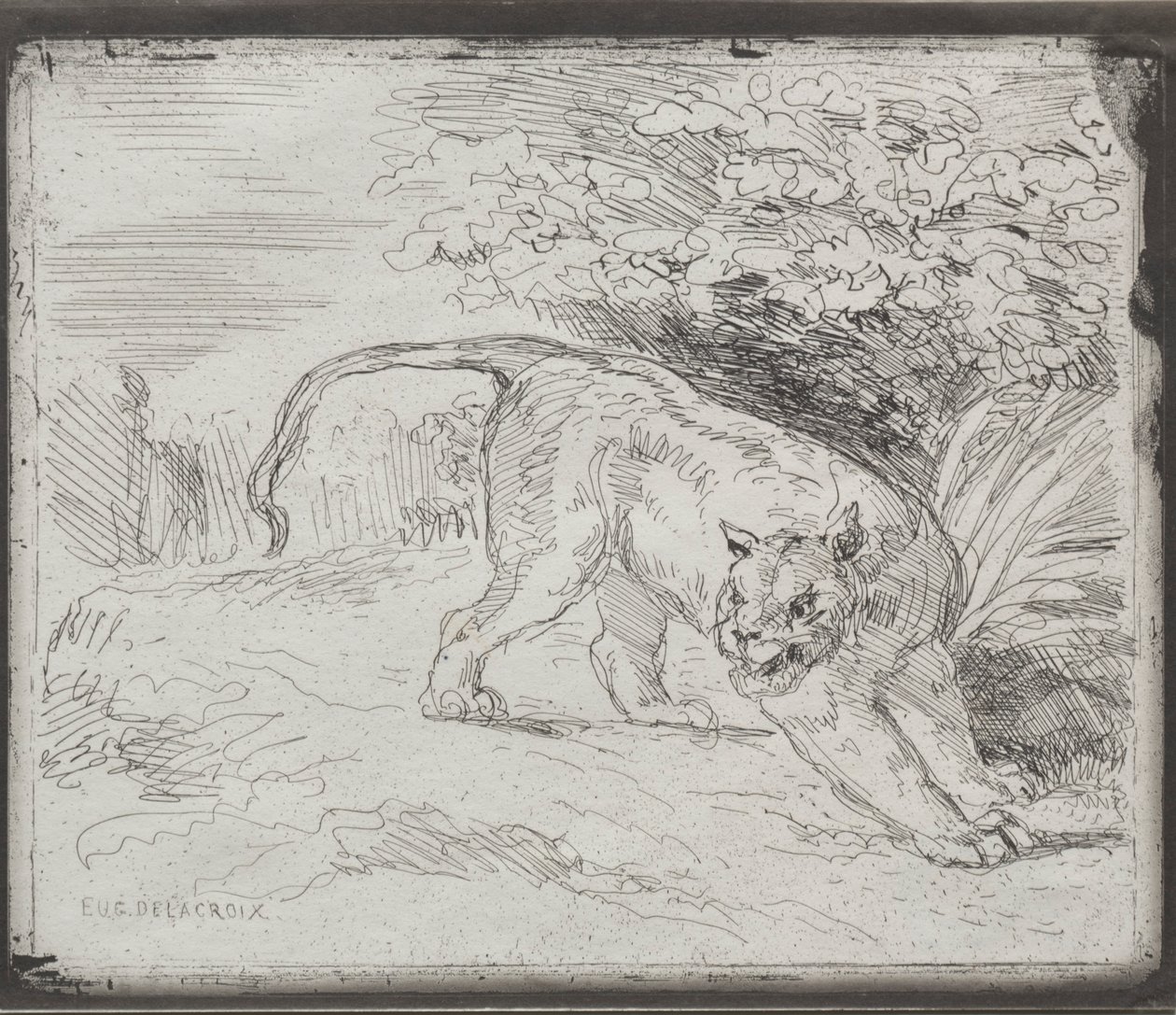 Uwięziony tygrys, 1854. autorstwa Ferdinand Victor Eugene Delacroix