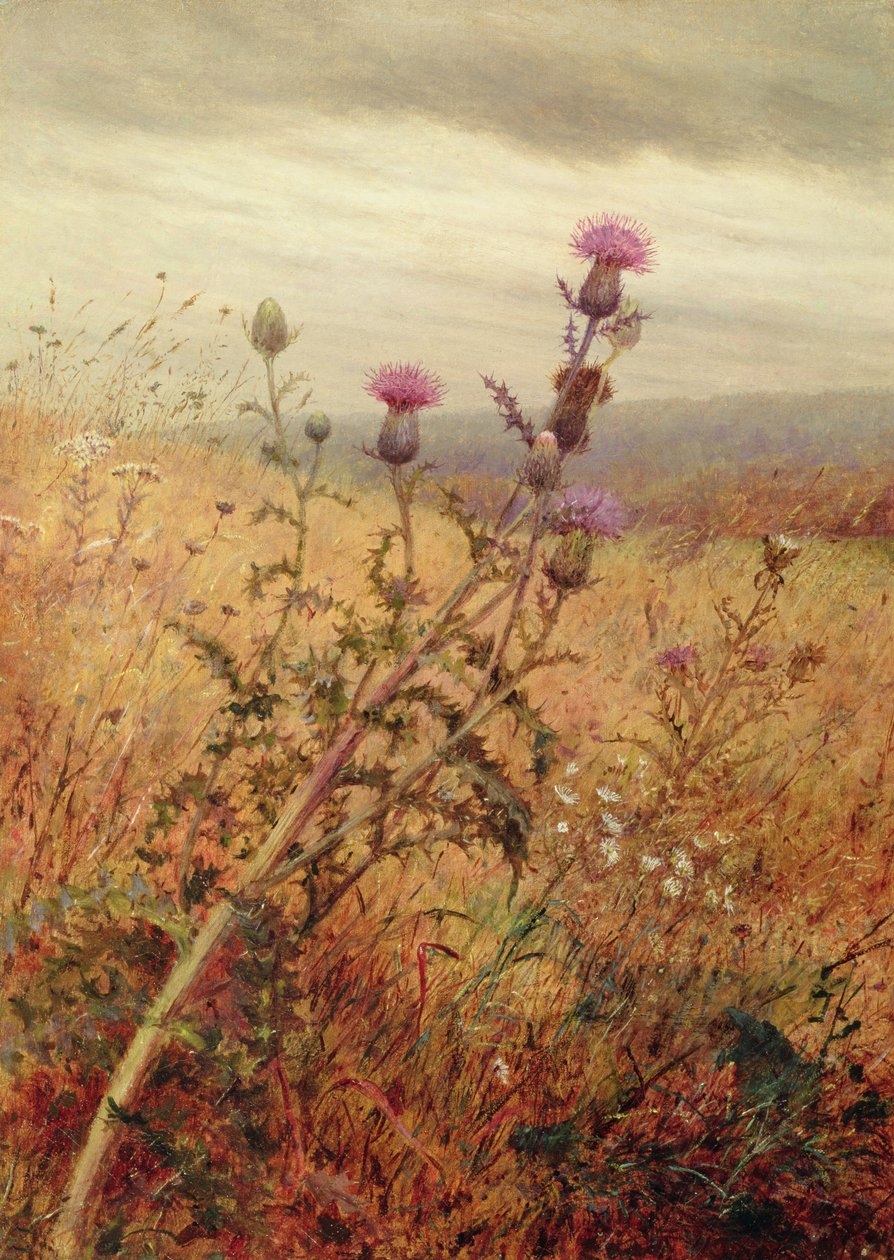 Oset na polu, 1875 autorstwa Fidelia Bridges