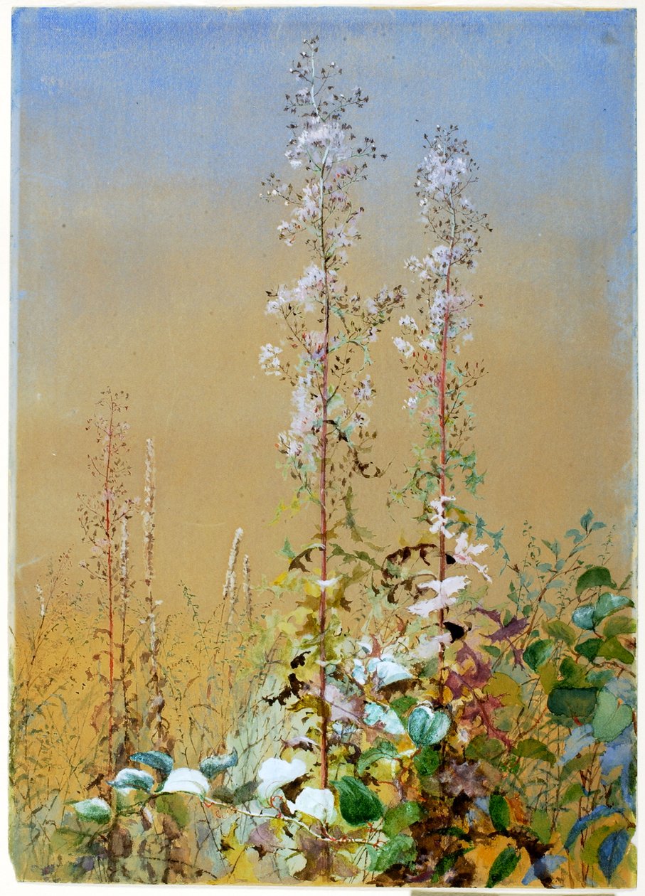 Bez tytułu, ca. 1876. autorstwa Fidelia Bridges