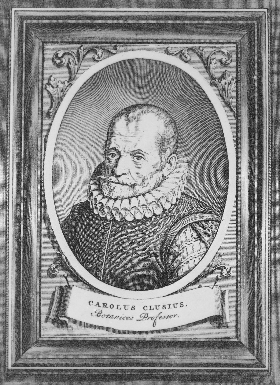 Carolus Clusius autorstwa Flemish School