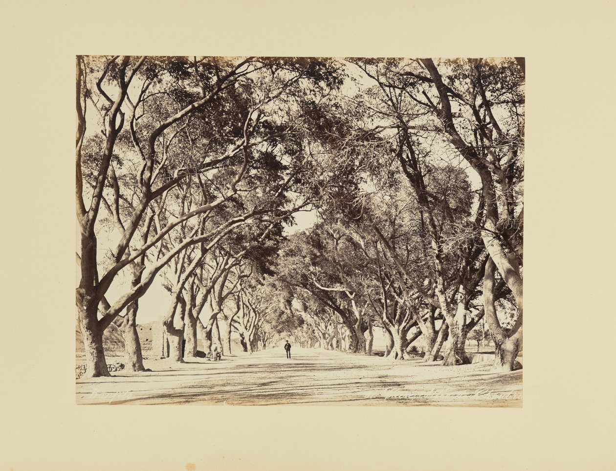 Kair, Allée de Choubra autorstwa Félix Bonfils