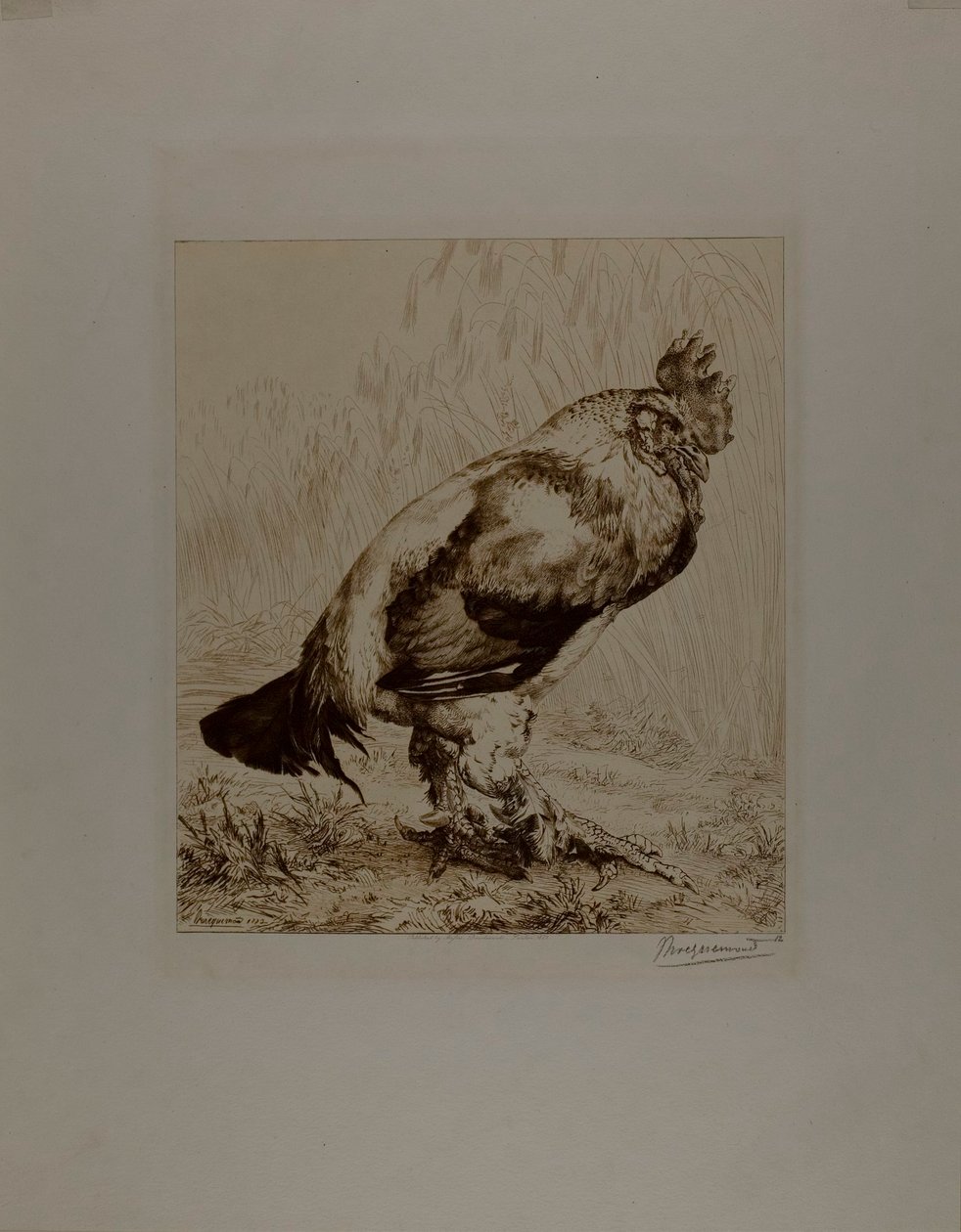 Stary Kogut autorstwa Félix Henri Bracquemond