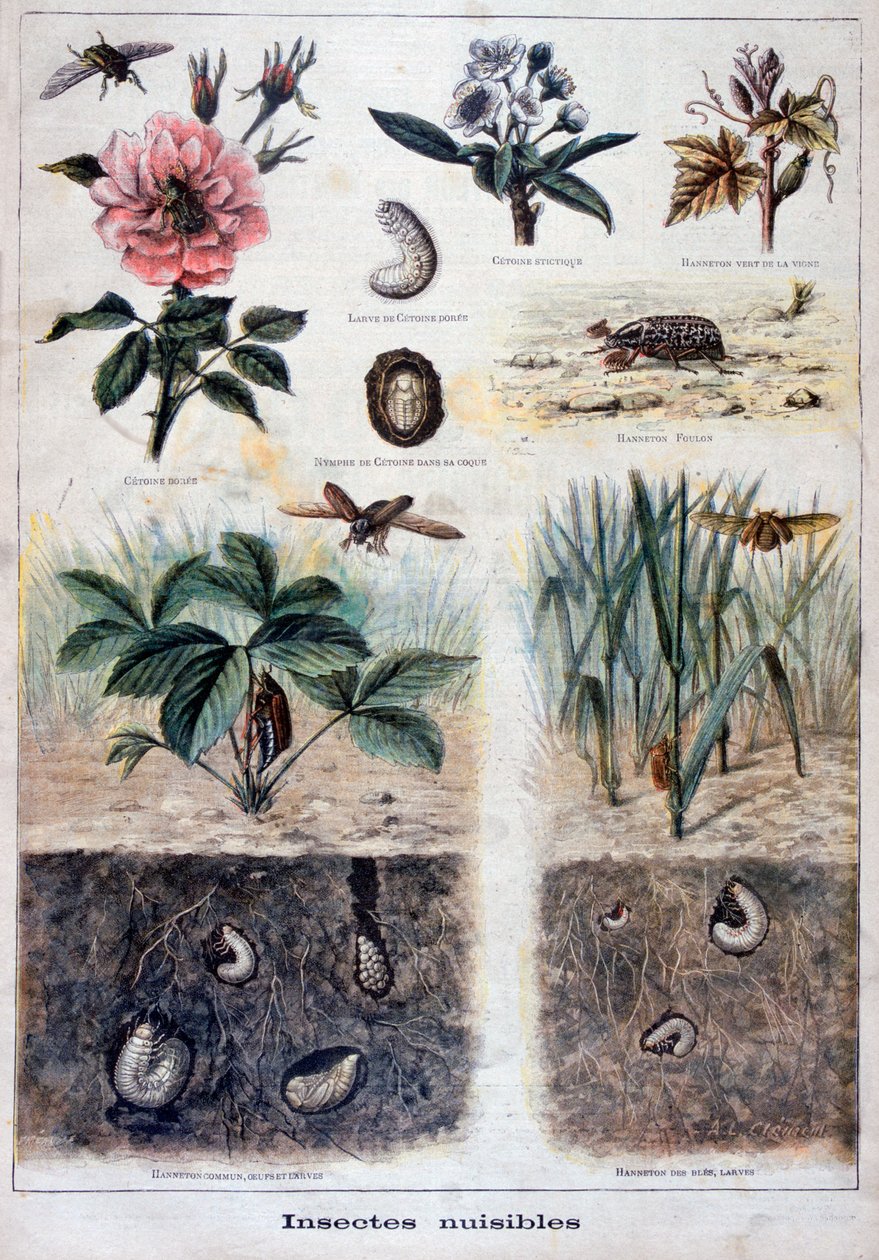 Szkodliwe owady, 1897 autorstwa Fortuné Méaulle