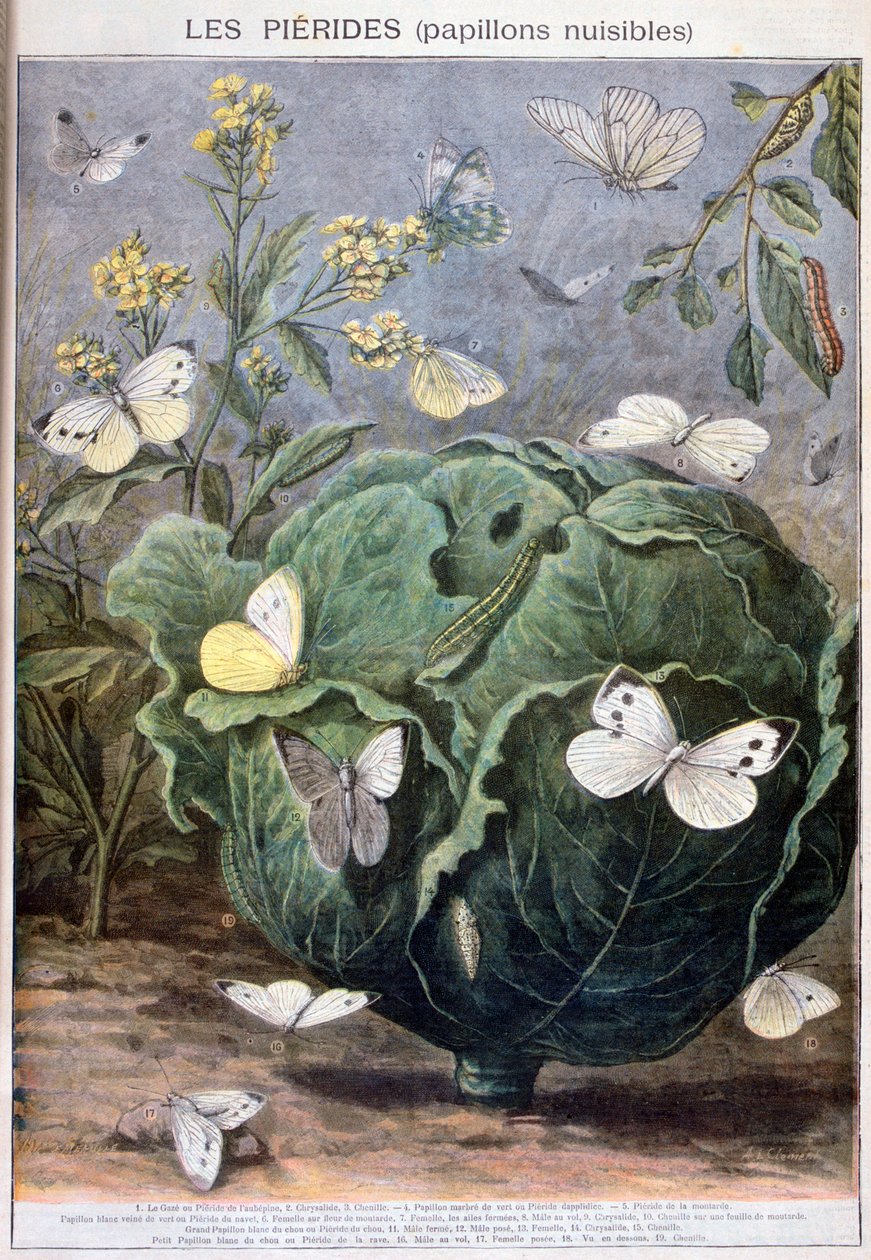 Motyle Pierid, 1897 autorstwa Fortuné Méaulle