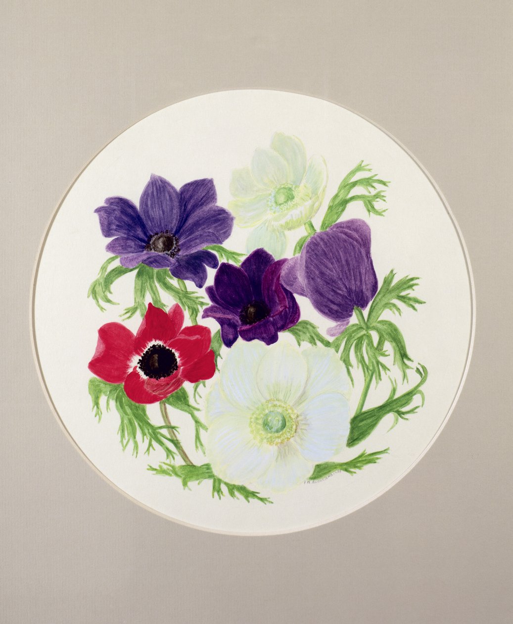 Zawilce autorstwa Frances Buckland