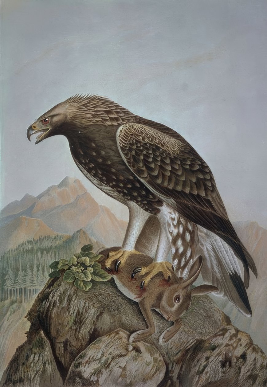 GRAWEROWANIE-LEONADA ORZEŁ-MŁODY MĘŻCZYZNA - AQUILA CHRYSAETOS autorstwa Francia