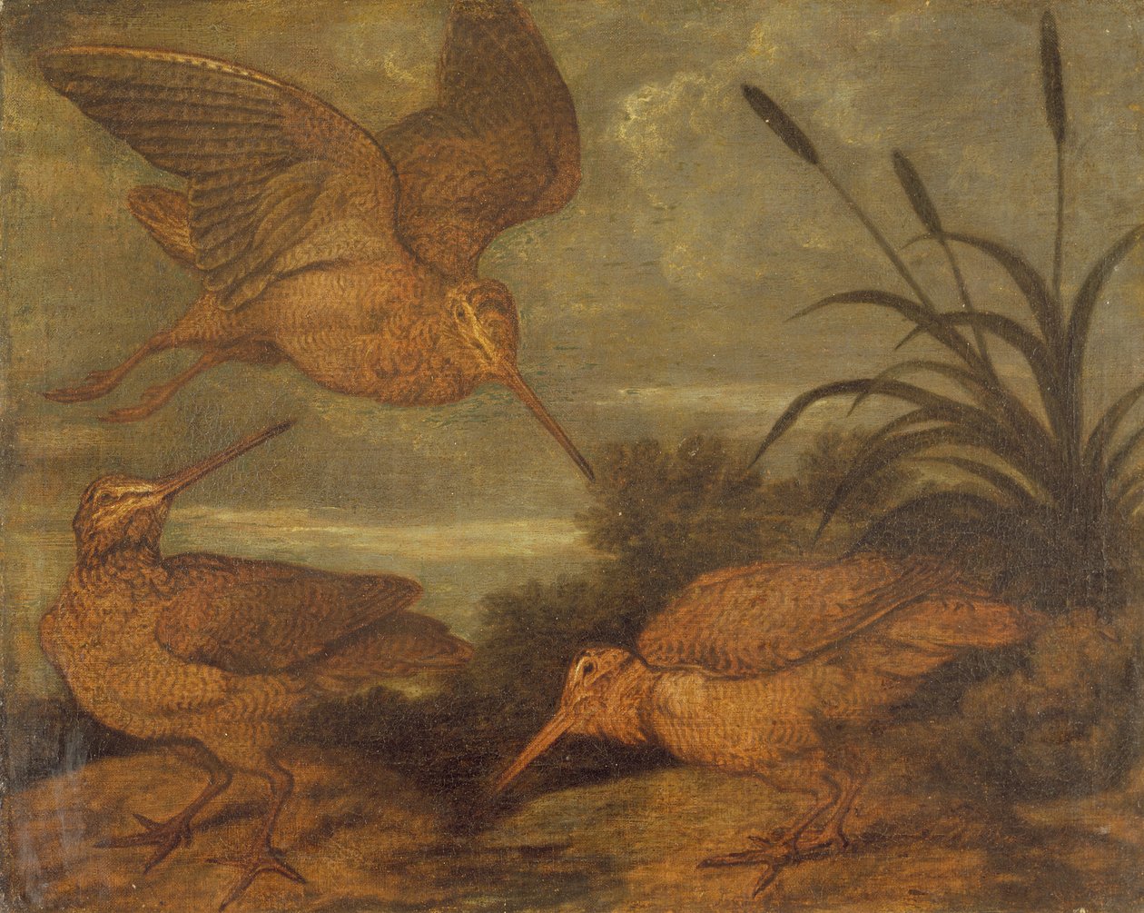 Słonka o zmierzchu, c.1676 autorstwa Francis Barlow
