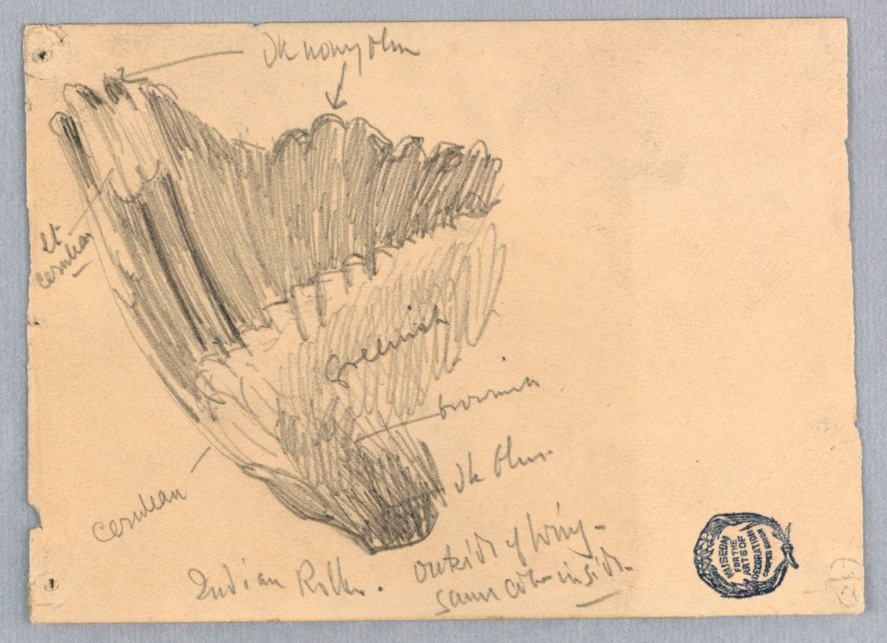 Szkic skrzydła autorstwa Francis Augustus Lathrop