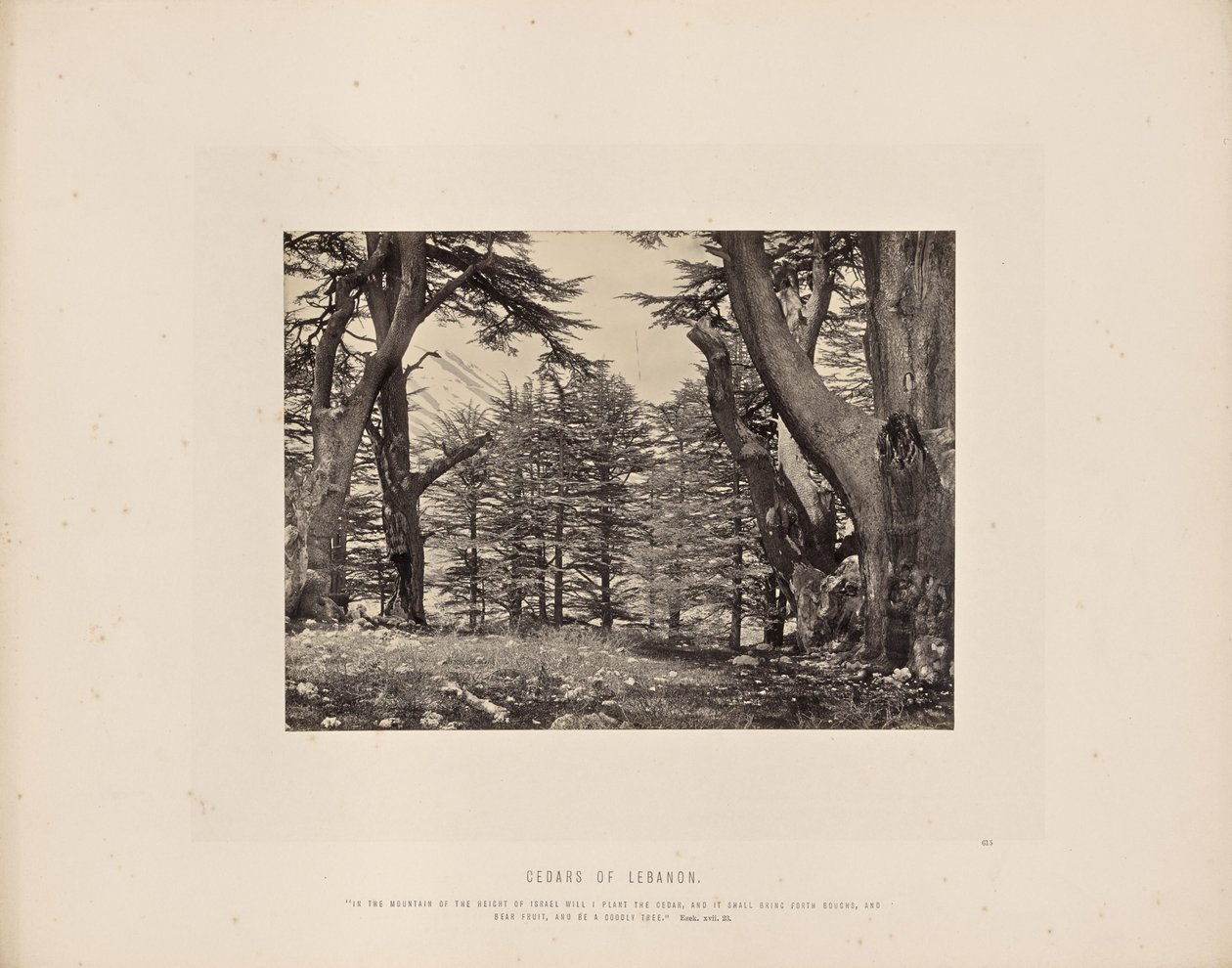 Cedry Libanu autorstwa Francis Frith