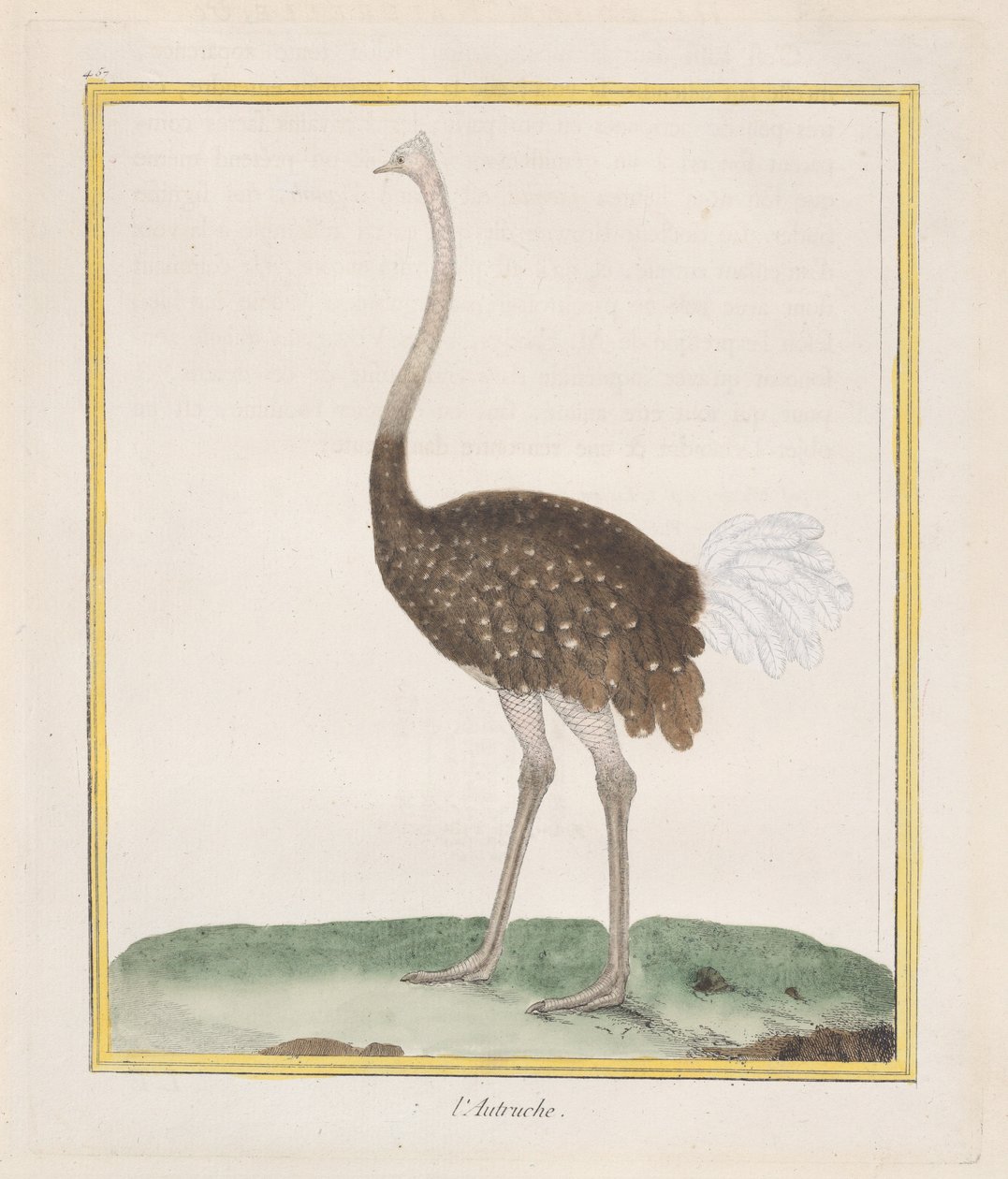 Struś Struś, 1770-86. autorstwa Francois Nicolas Martinet